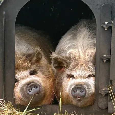 Saddleview Farm, Galway