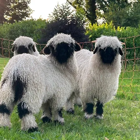 Apartamento Saddleview Farm, Galway *