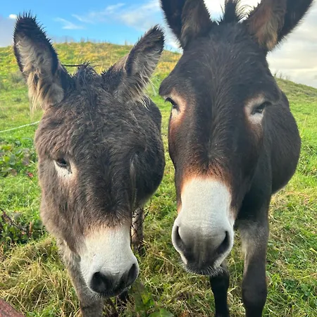 아파트 Saddleview Farm, Galway 윌리암스타운