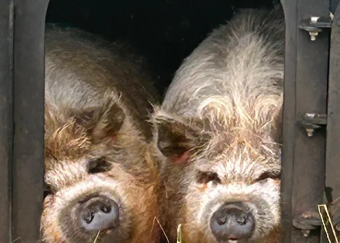 Saddleview Farm, Galway