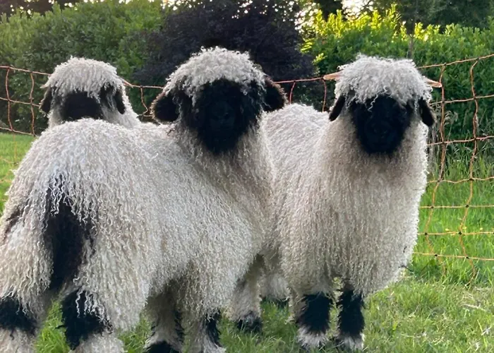 Lägenhet Saddleview Farm, Galway *