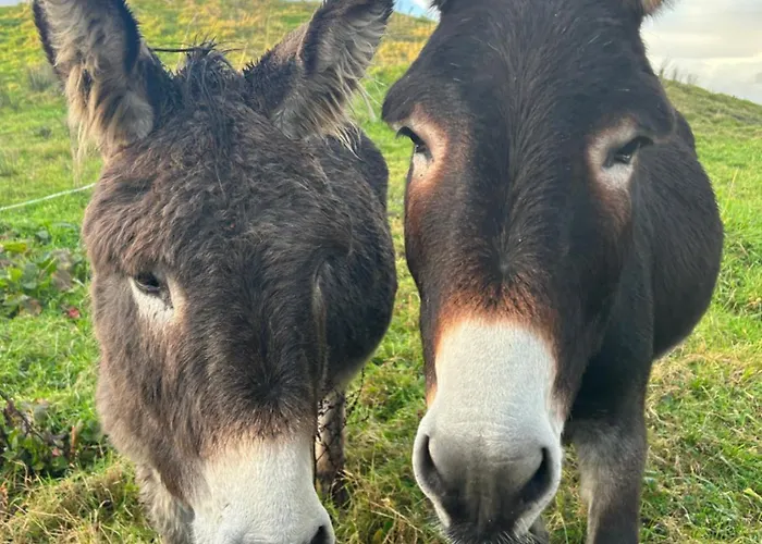 Apartamento Saddleview Farm, Galway Williamstown