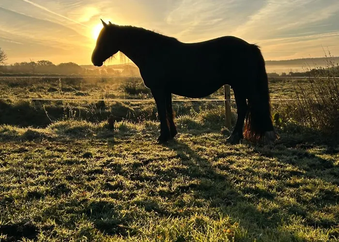 Saddleview Farm, Galway